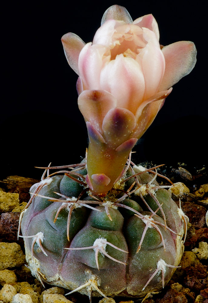 Gymnocalycium ferrarii v. elegans WR 718A